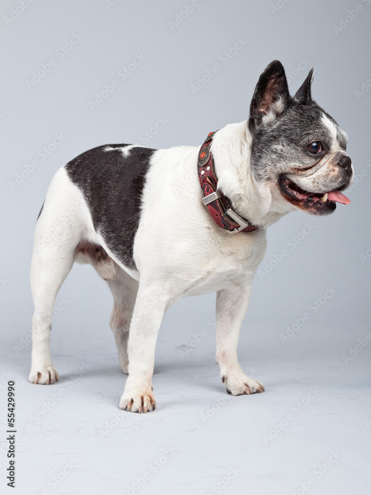 Old french bulldog black and white isolated against grey backgro Old french bulldog black and white isolated against grey backgro