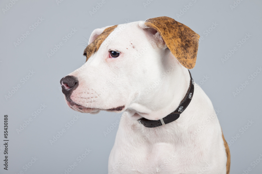 Puppy american bulldog white with red spots isolated against gre