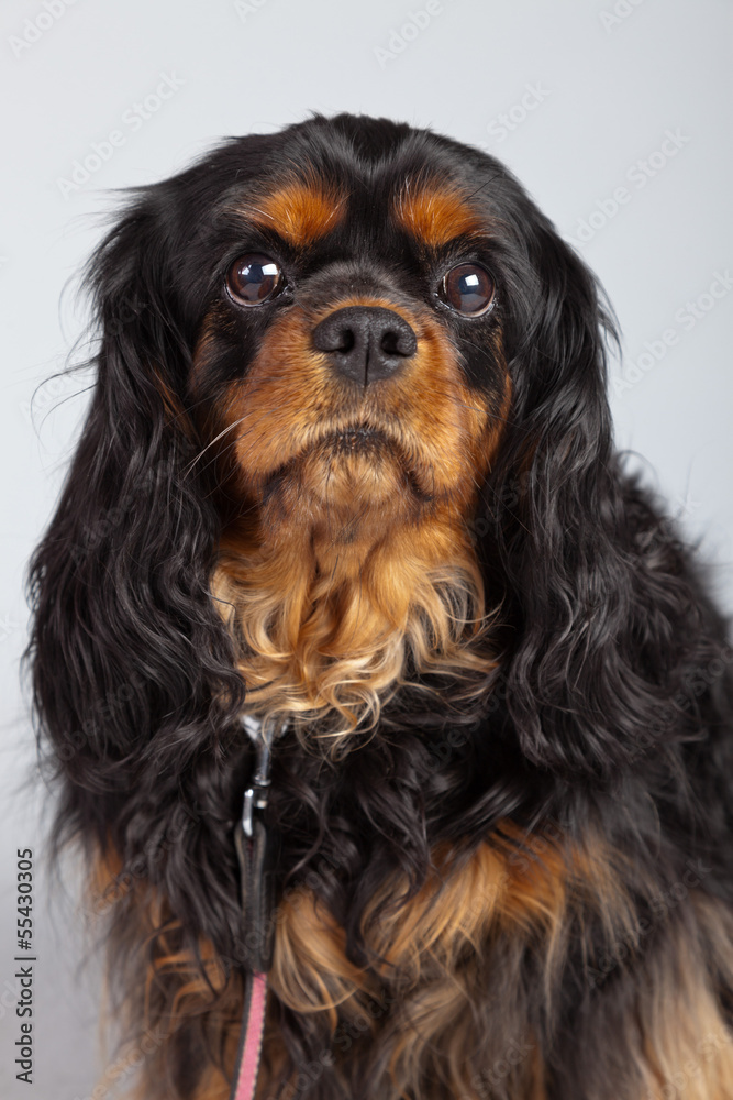 Senior cavalier king charles spaniel black and brown isolated ag Senior cavalier king charles spaniel black and brown isolated ag