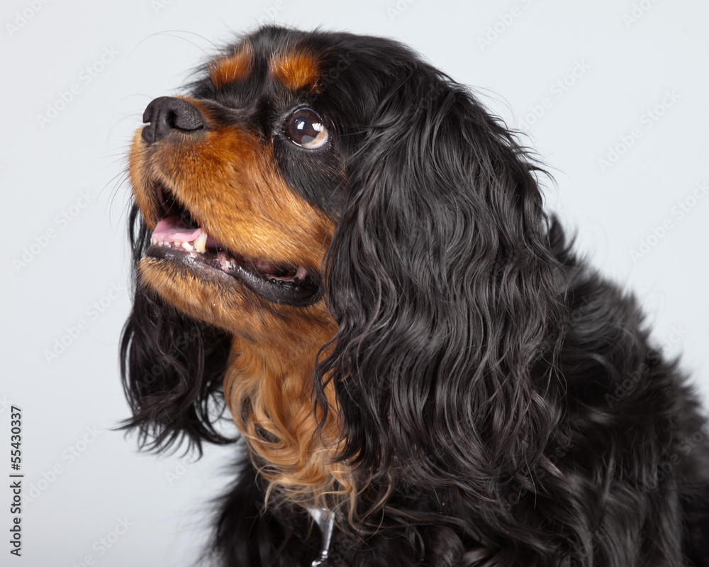 Senior cavalier king charles spaniel black and brown isolated ag