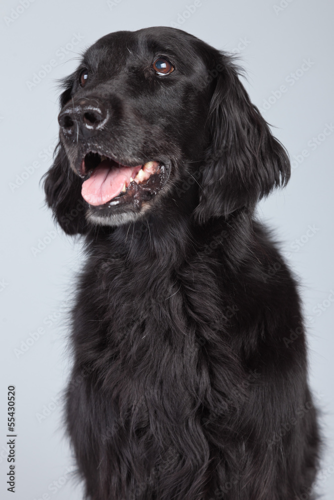 Black flatcoated retriever dog isolated against grey background. Black flatcoated retriever dog isolated against grey background.