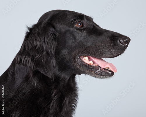 Black flatcoated retriever dog isolated against grey background.