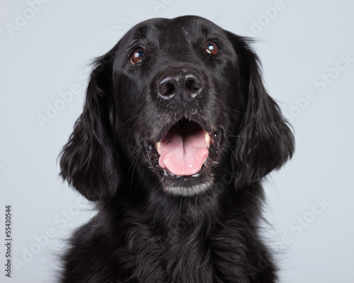 Black flatcoated retriever dog isolated against grey background. © ysbrandcosijn