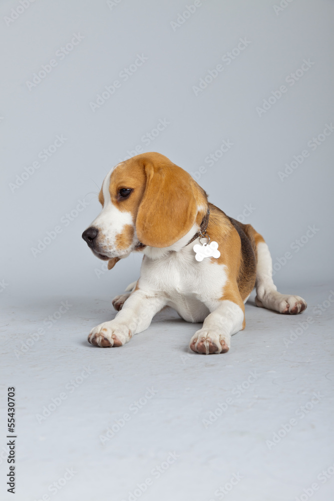 Adorable puppy beagle dog isolated against grey background. Stud