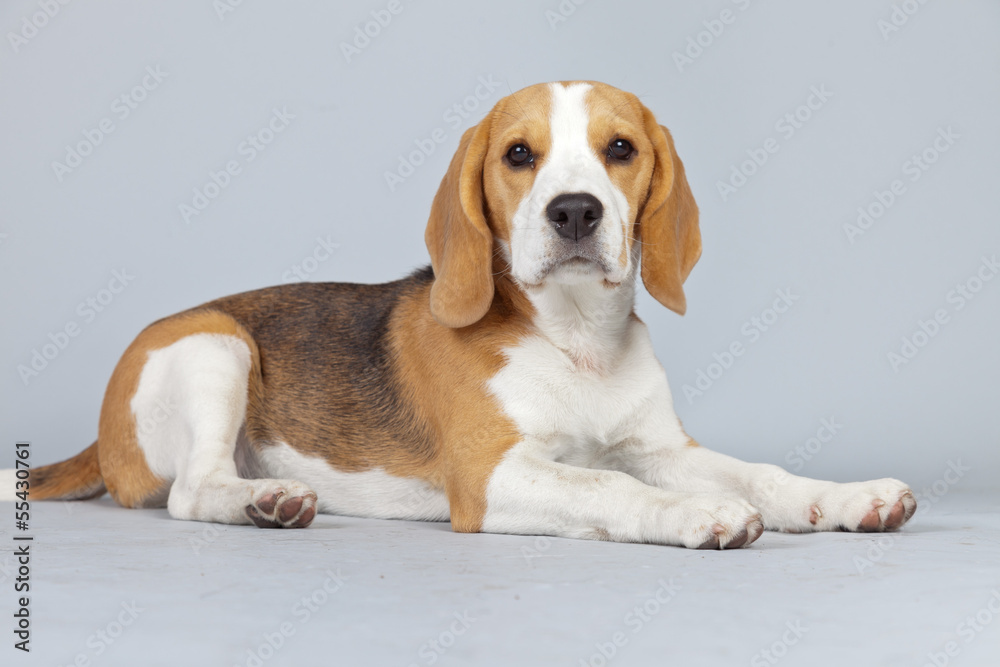 Adorable puppy beagle dog isolated against grey background. Stud Adorable puppy beagle dog isolated against grey background. Stud