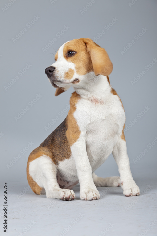 Adorable puppy beagle dog isolated against grey background. Stud