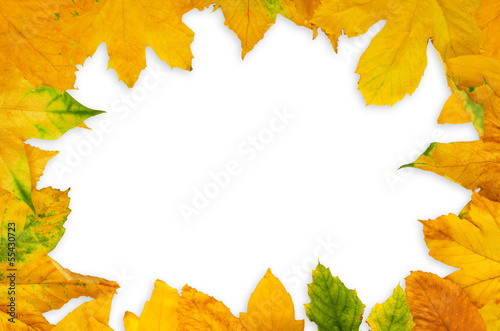 Autumn Maple Leafs