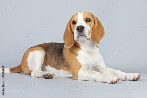 Adorable puppy beagle dog isolated against grey background. Stud