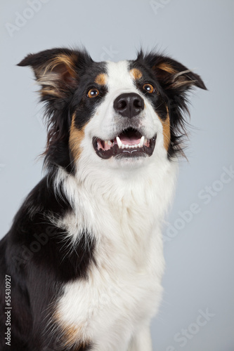 Border collie dog black brown and white isolated against grey ba © ysbrandcosijn