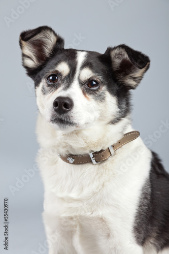 Mixed breed dog black and white isolated against grey background