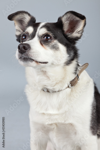 Mixed breed dog black and white isolated against grey background