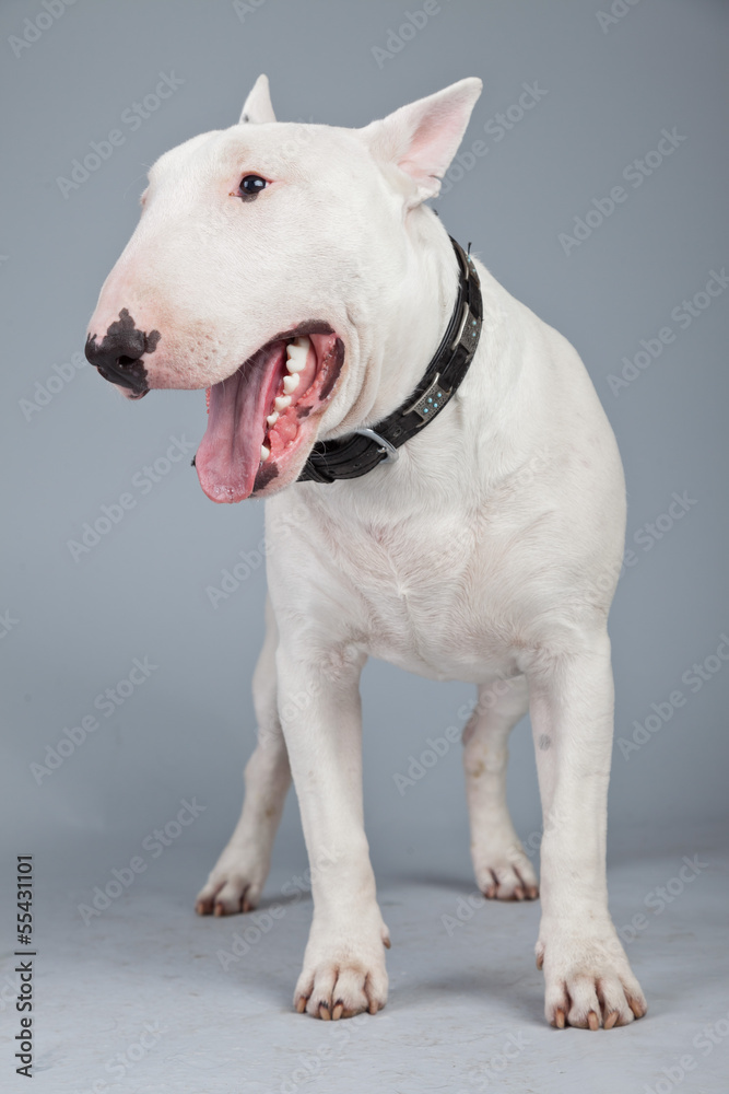 Bull terrier dog isolated against grey background. Studio portra