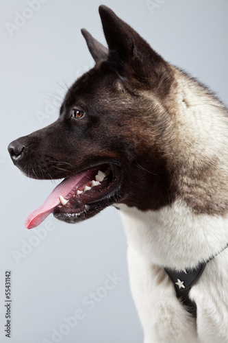 American akita dog isolated against grey background. Studio port