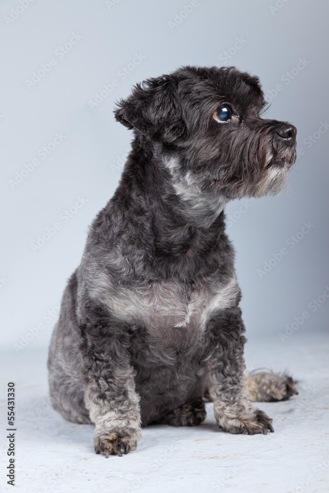 Funny mixed breed grey boomer dog isolated against grey backgrou