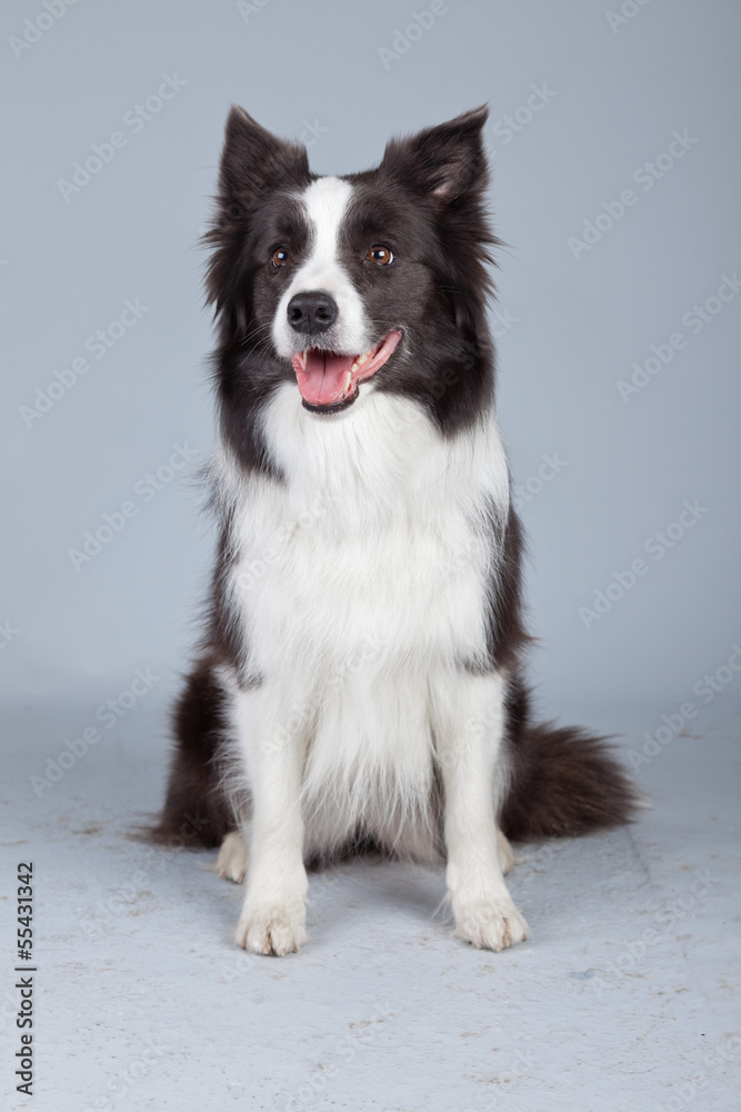 Beautiful border collie dog isolated against grey background. St