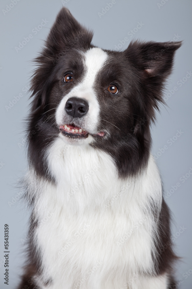 Beautiful border collie dog isolated against grey background. St