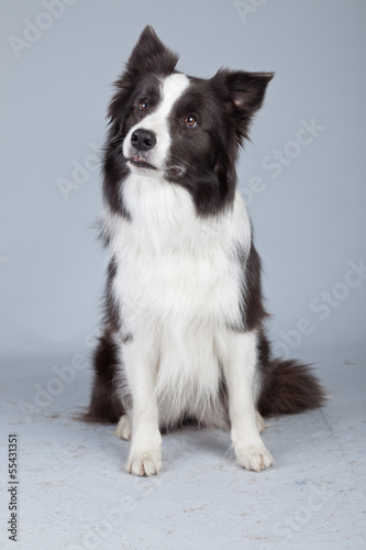 Valokuvatapetti Beautiful border collie dog isolated against grey background. St