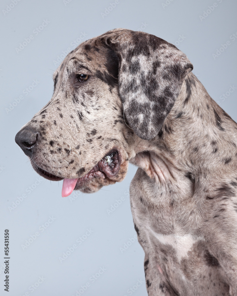 Puppy great dane dog grey with black spots isolated against grey - obrazy, fototapety, plakaty 