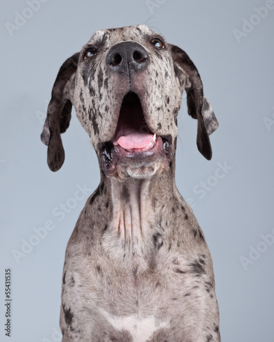 Puppy great dane dog grey with black spots isolated against grey