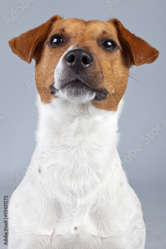 Jack russell terrier dog white with brown spots isolated against © ysbrandcosijn
