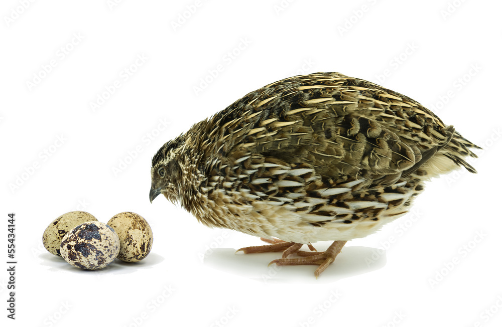 Obraz premium Quail with eggs on white background