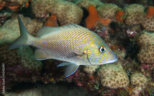 White Grunt Fish on a reef.