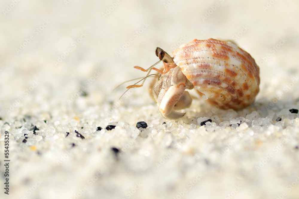 Hermit crab