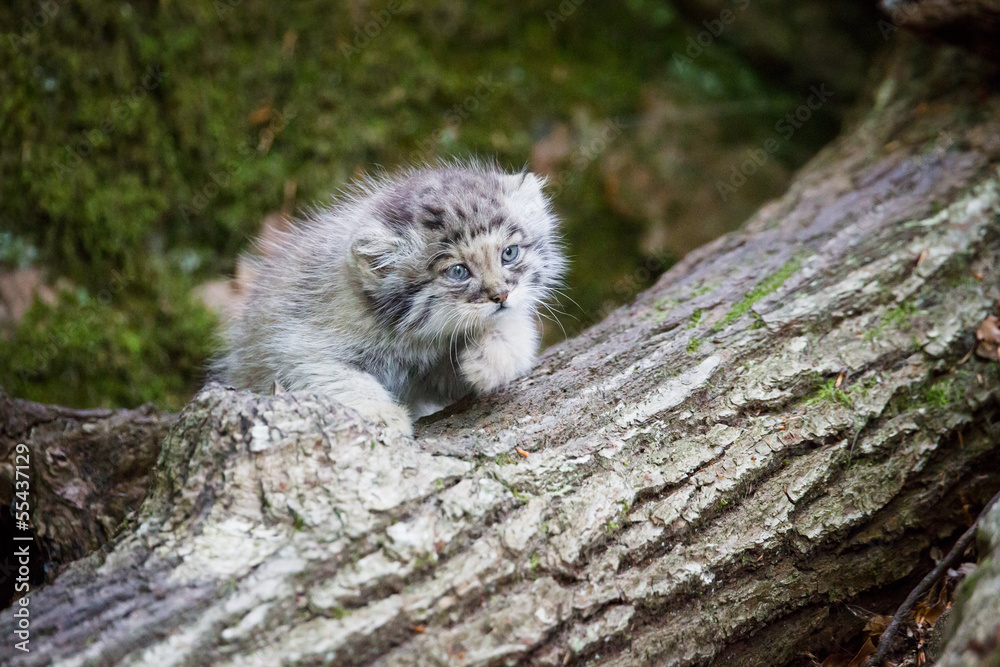 Naklejka premium Cute pallas cat kitten playing
