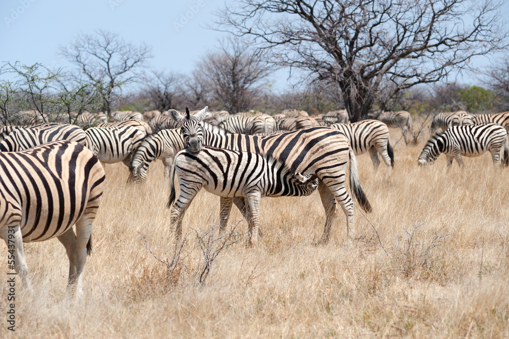 zebrafohlen säugend zebrafohlen säugend