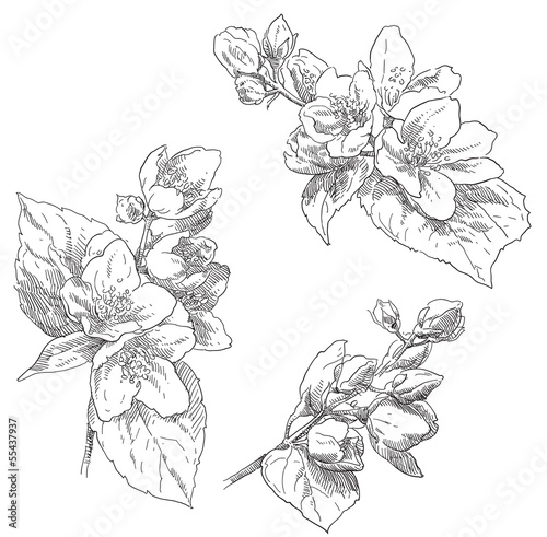 Hand drawing flower blossom