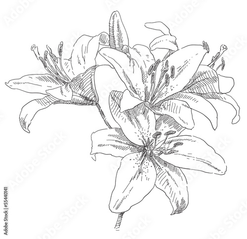 Hand drawing flower blossom