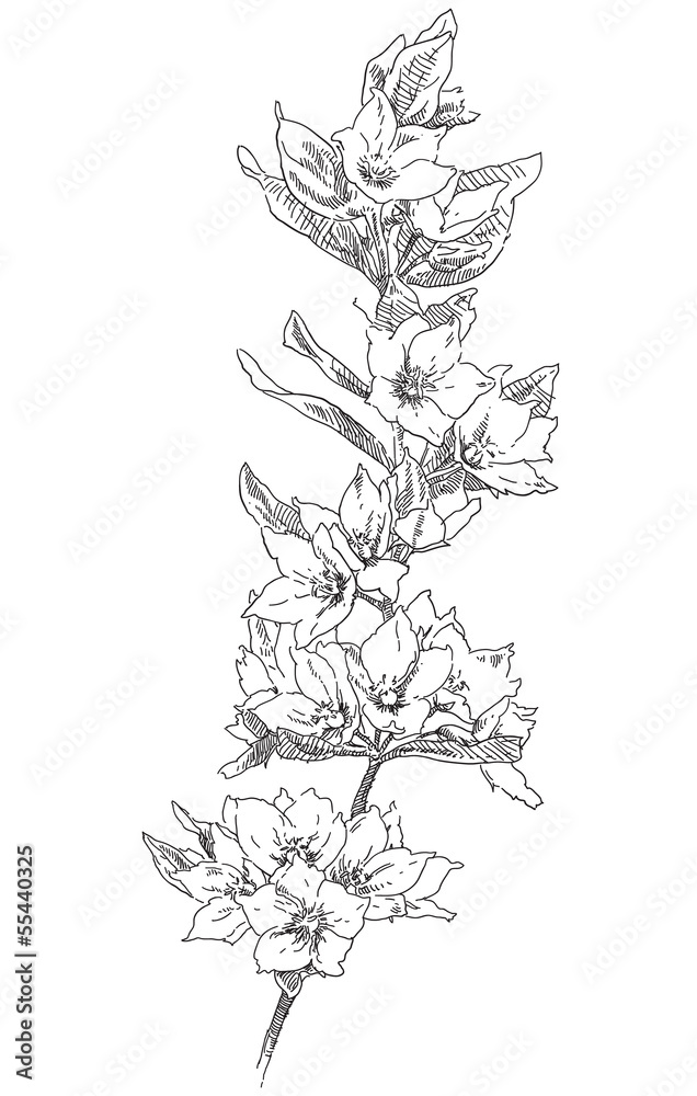 Fototapeta premium Hand drawing flower blossom