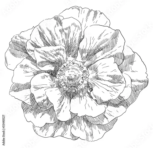 Naklejka na ścianę Kwiat rysunek ręka