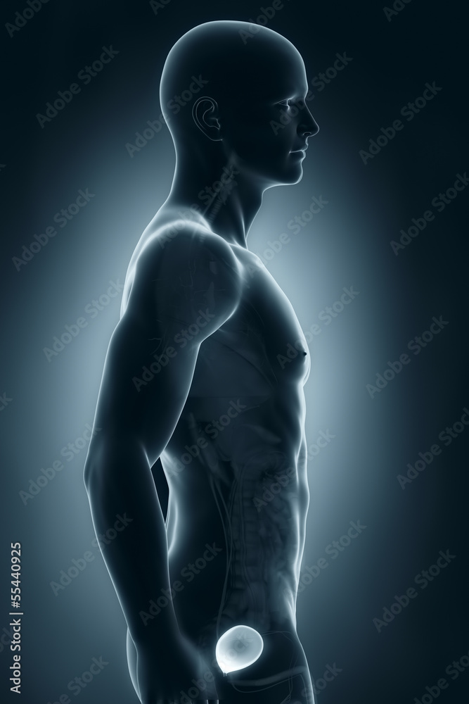 Man bladder lateral anatomy Man bladder lateral anatomy