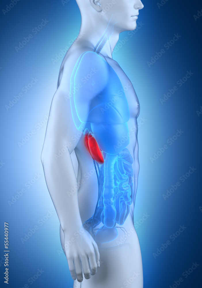 Male kidney anatomy lateral view Male kidney anatomy lateral view