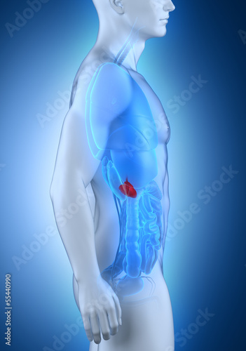 Male pancreas anatomy lateral view