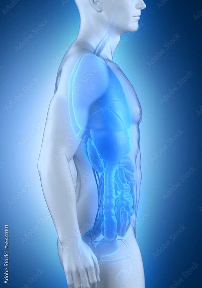 Male organs anatomy lateral view Male organs anatomy lateral view