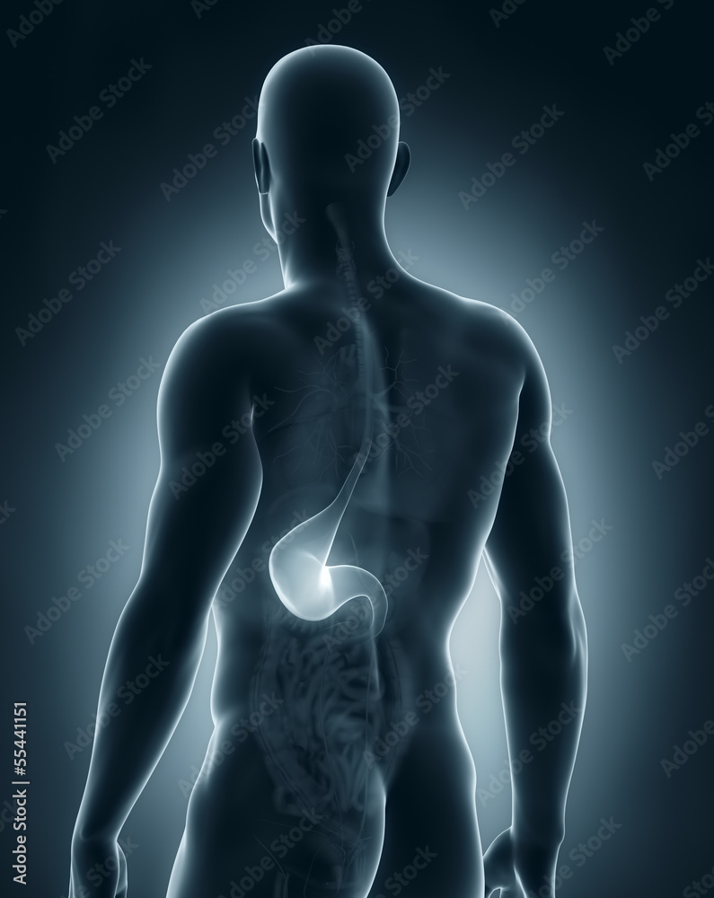 Male stomach anatomy posterior view Male stomach anatomy posterior view