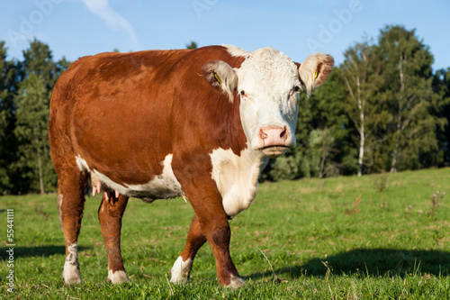 Hereford Cow