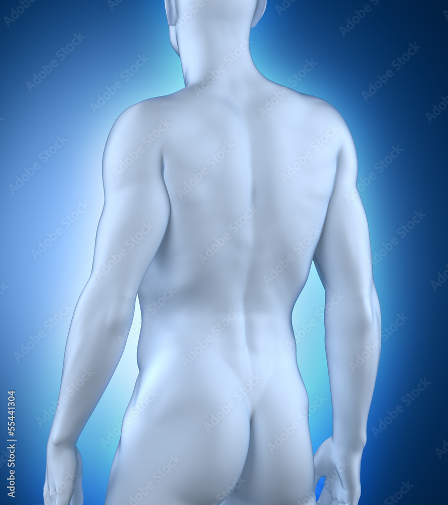 Fototapeta premium Male anatomy posterior view