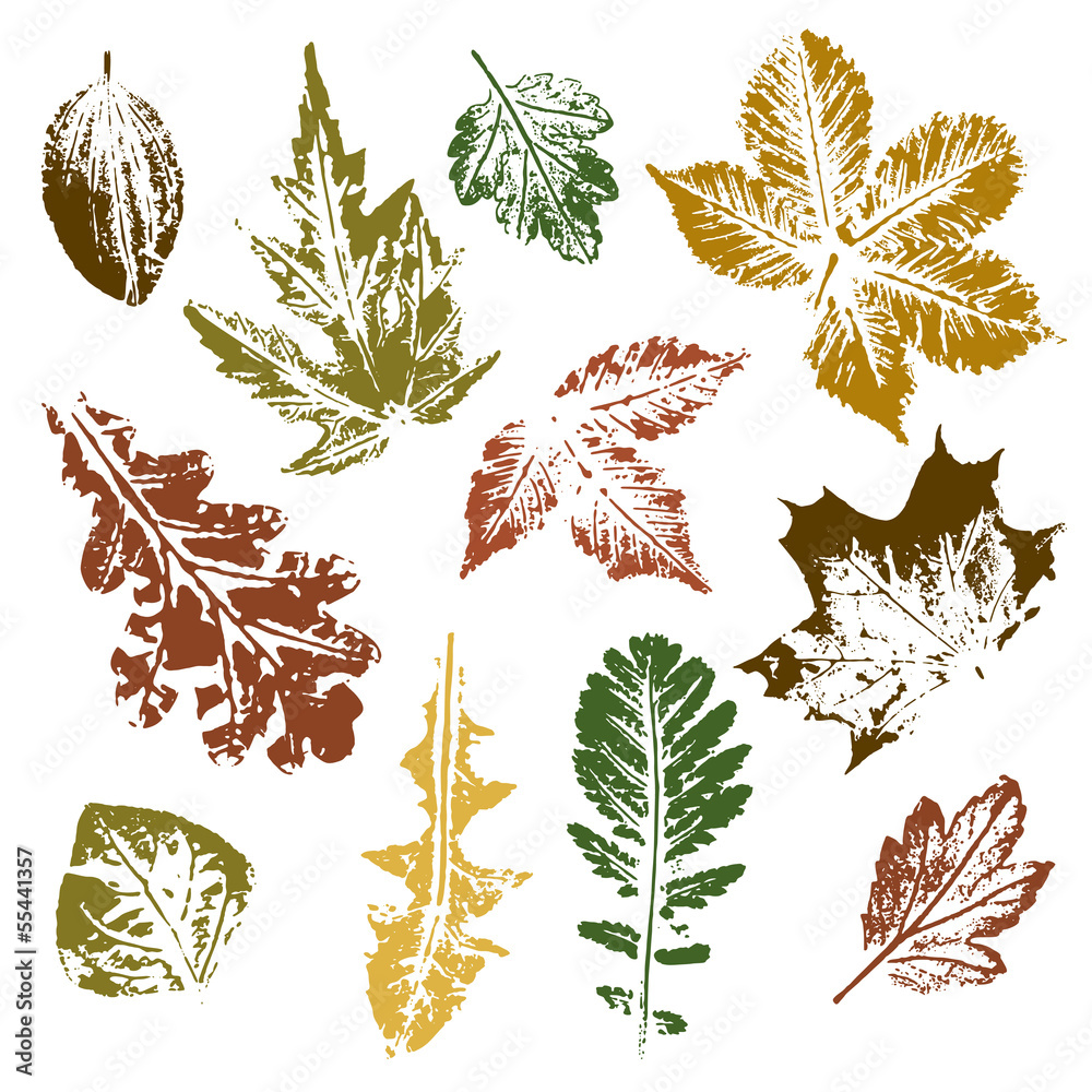 Collection of autumn leaves imprints