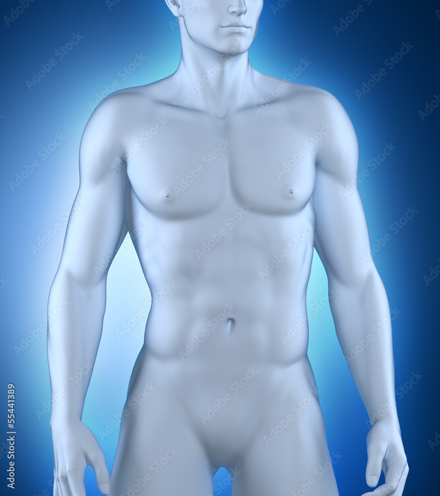 Fototapeta premium Male anatomy