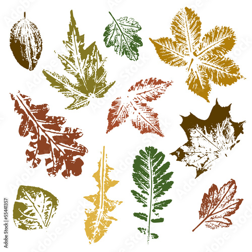 Collection of autumn leaves imprints