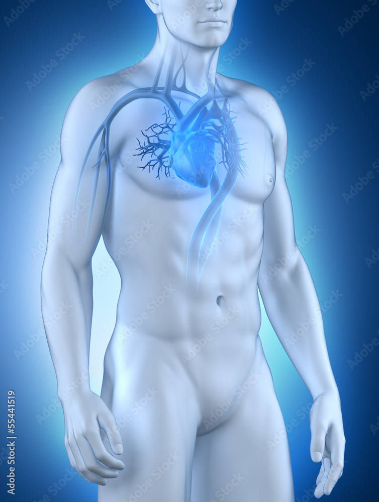 Male circulatory system Male circulatory system