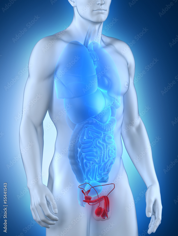Male genitals anatomy anterior view Male genitals anatomy anterior view