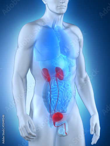Male urinary system anatomy anterior view
