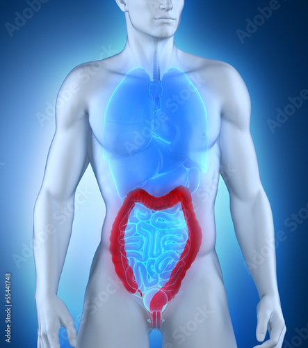 Man colon natomy anterior view photo