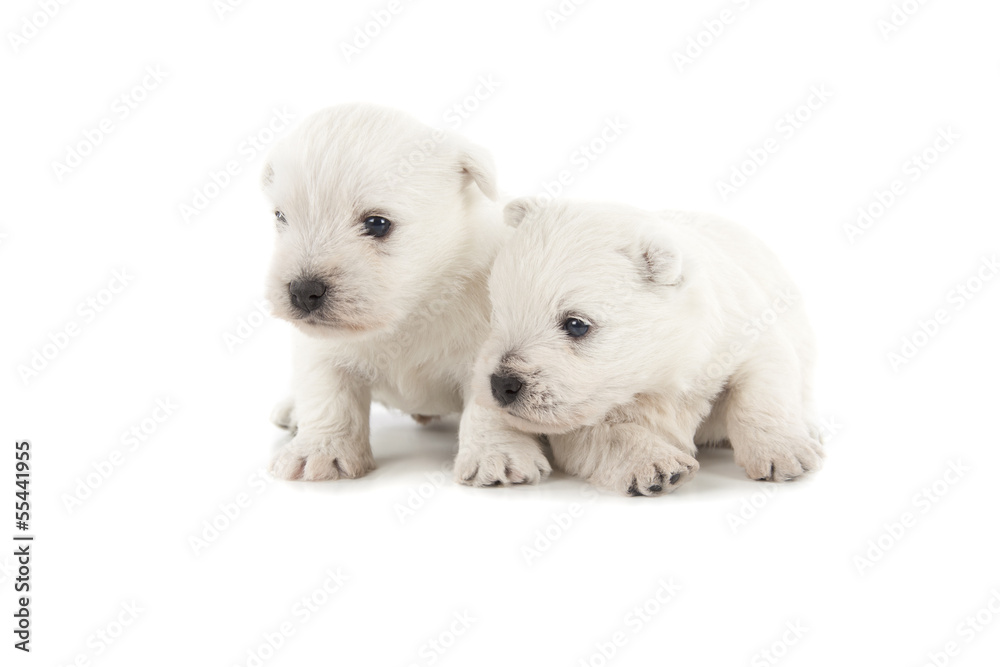 West Highland White Terrier puppies West Highland White Terrier puppies