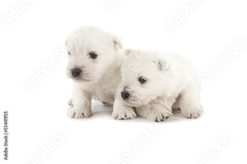 West Highland White Terrier puppies