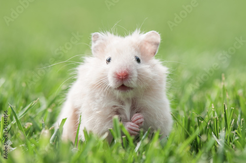 hamster © Ivan Kmit